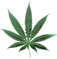 Carnahan: Marijuana use treated seriously 