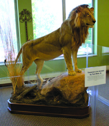 The Tanzanian Lion was donated by Tom Wells, Sr. The lion currently resides on the third floor of the Spiva Library. Wells took the lion while on safari in 2008.
