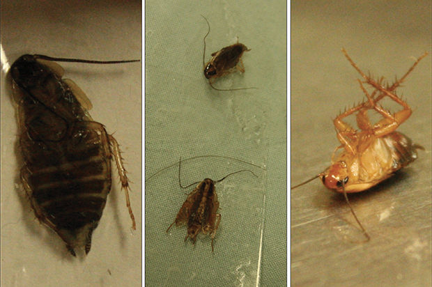 Roaches+found+in+residence+halls
