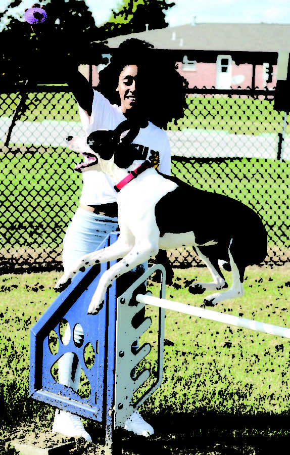 Junior pre-vet major, Jessica Edwards, encourages her dog Bubba to jump over the hurdles with one of his toys at the Parr Hill Park, in Joplin, Mo., on Tuesday, Oct. 2nd.Liz Chandler